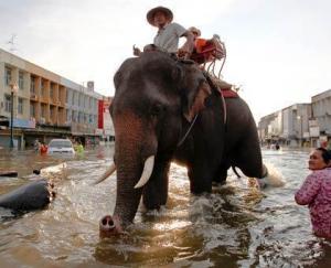 Thai elephant